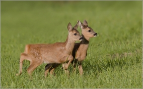 <p>SRNEC OBECNÝ (Capreolus capreolus) Šluknovsko - okolí Šluknova /European roe deer - Reh/</p>